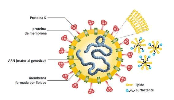 Protector antimicrobiano NOB166® contra el coronavirus.- #RevistaTino
